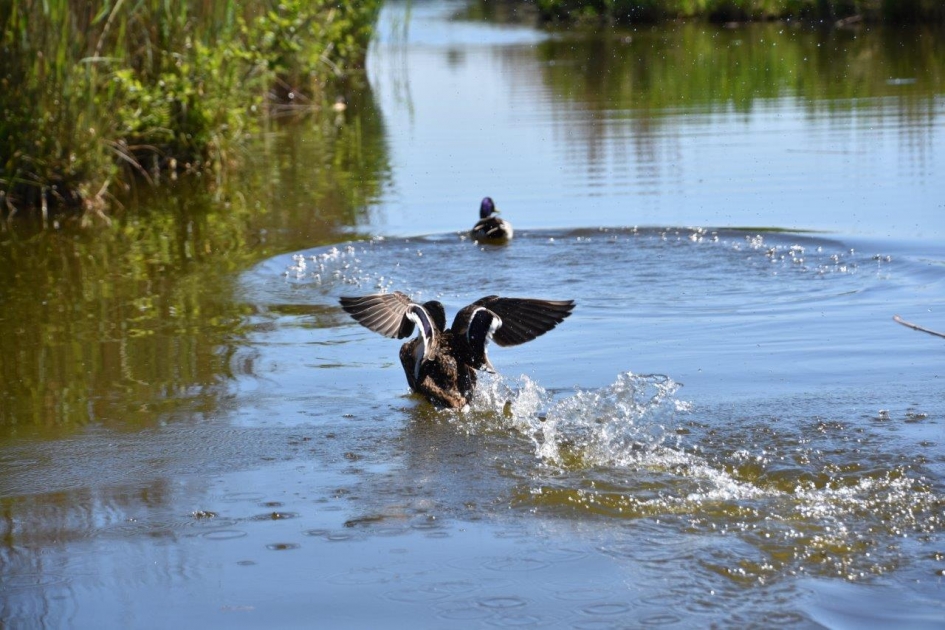 Wilde eenden - Vogels - 
