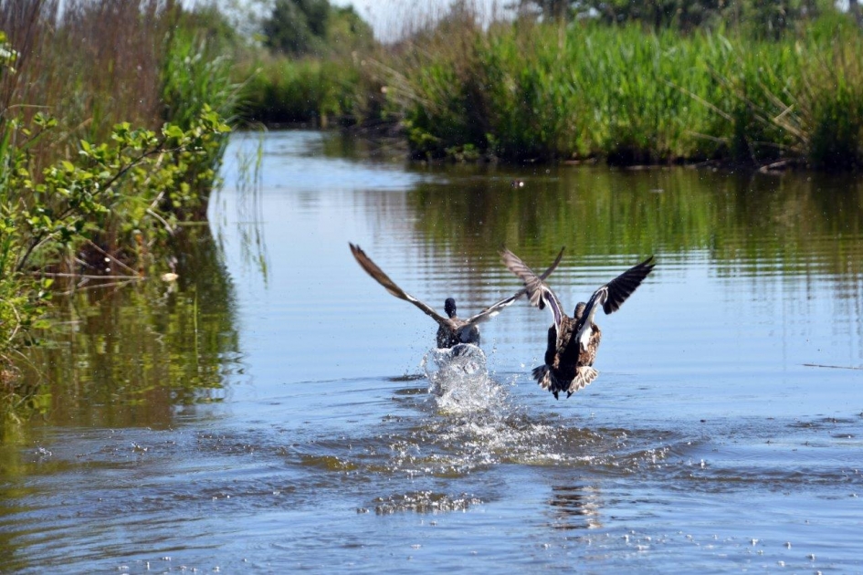 In vlucht - Vogels - 