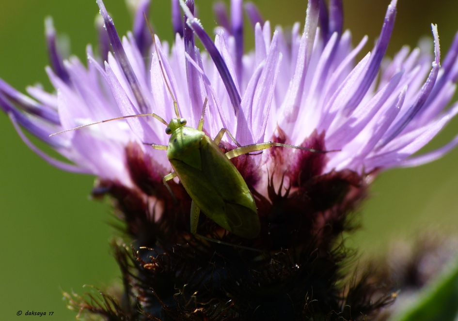 Warm hè - Geleedpotigen - 