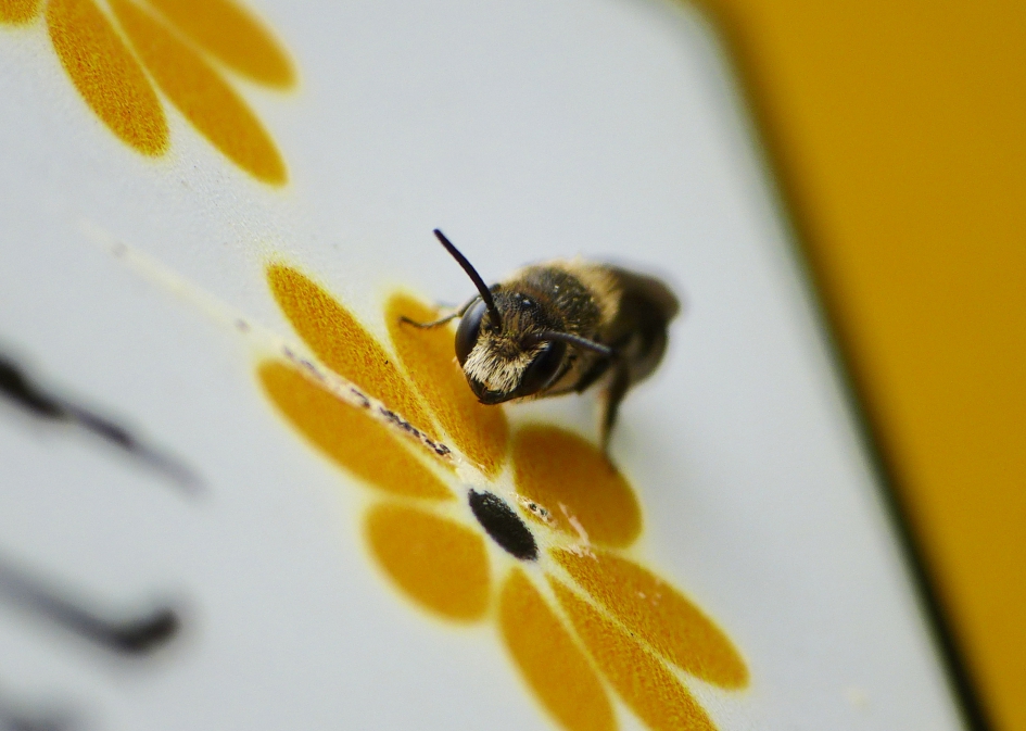 ?? - Geleedpotigen - Zandbij