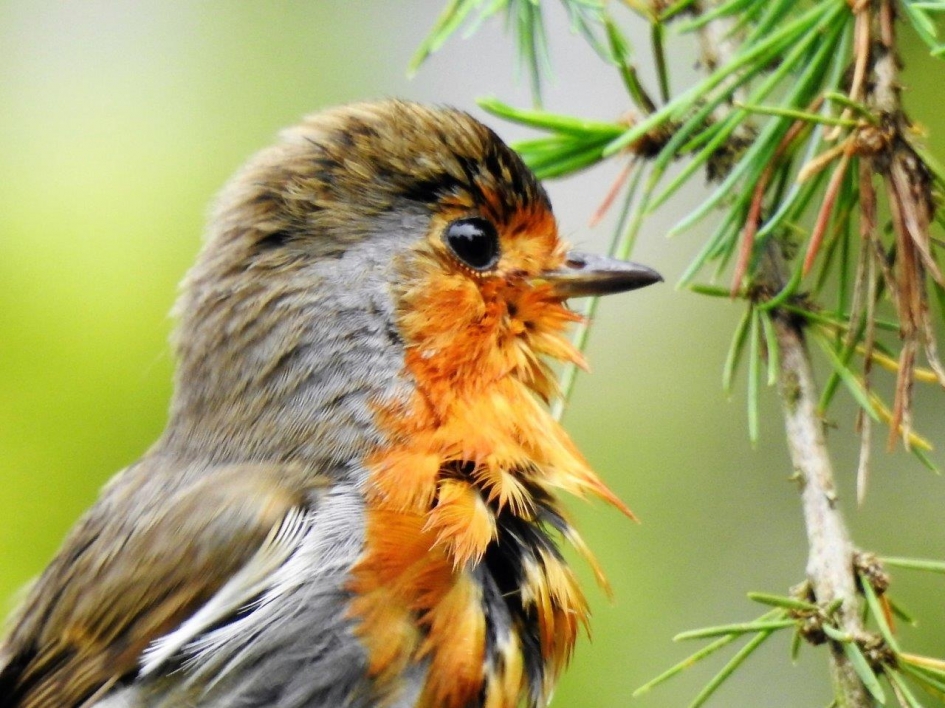 Na een weldadig bad - Vogels - Roodborst