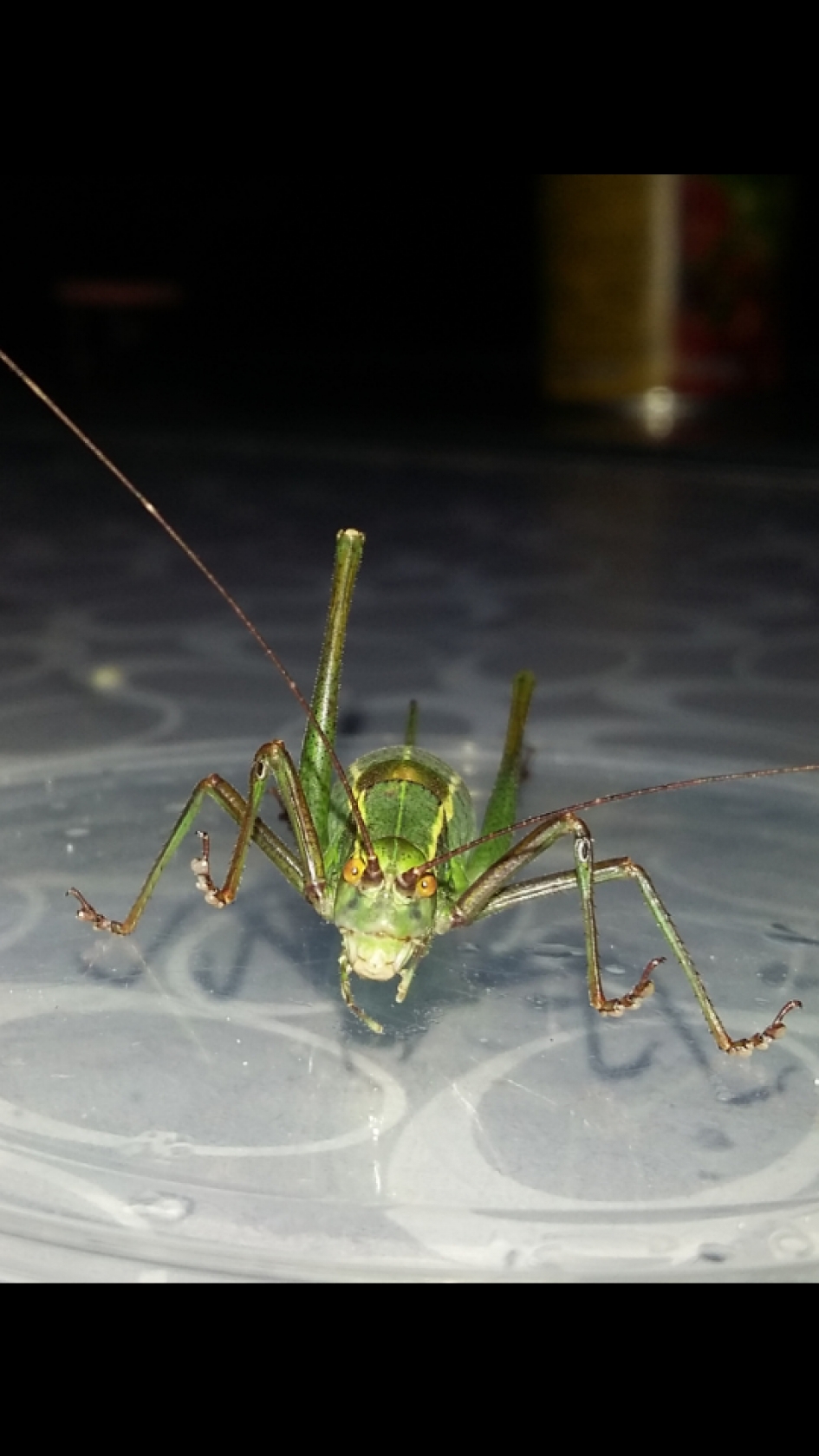 Nachtelijk bezoek - Geleedpotigen - Sprinkhaan