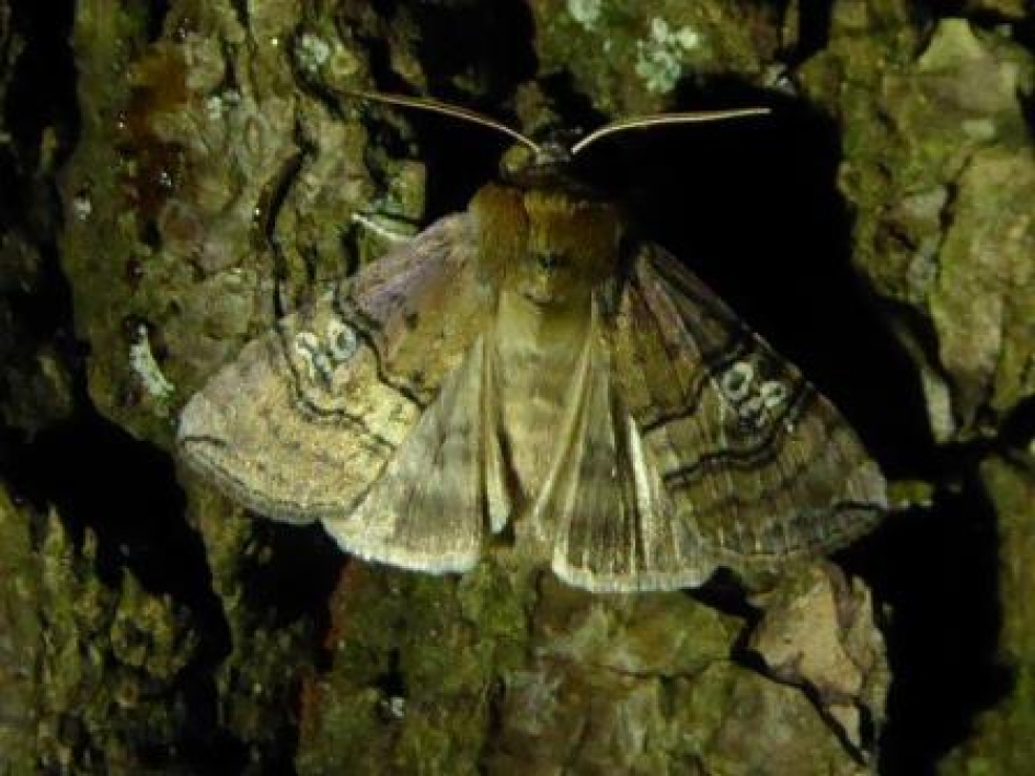 Nachtvlinder: peppel-orvlinder - Overig - peppel-orvlinder