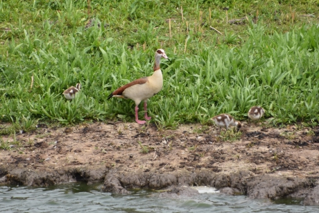 Trotse nijlgans ouder