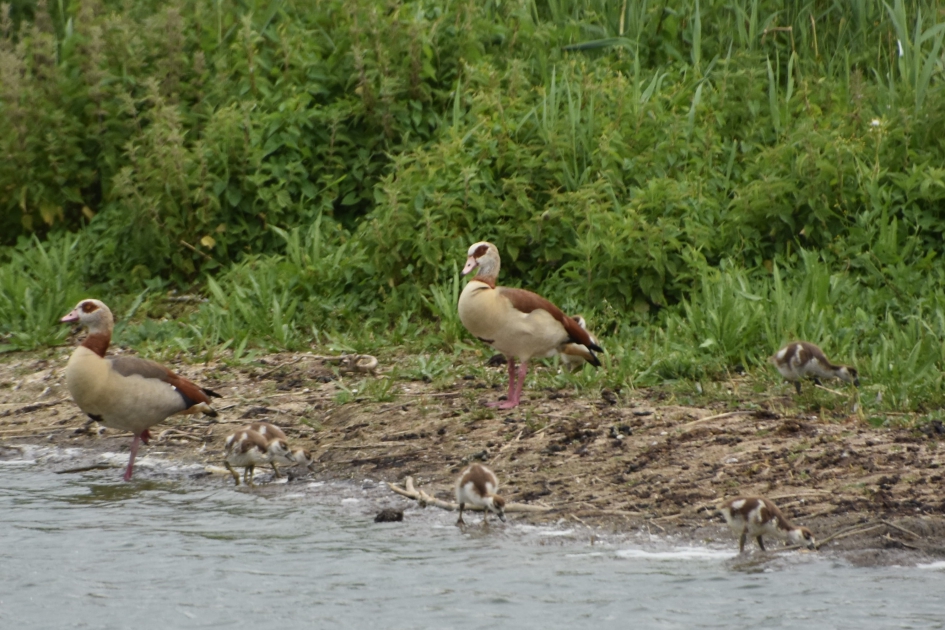 Nijlganzen met pulletjes - Vogels - 