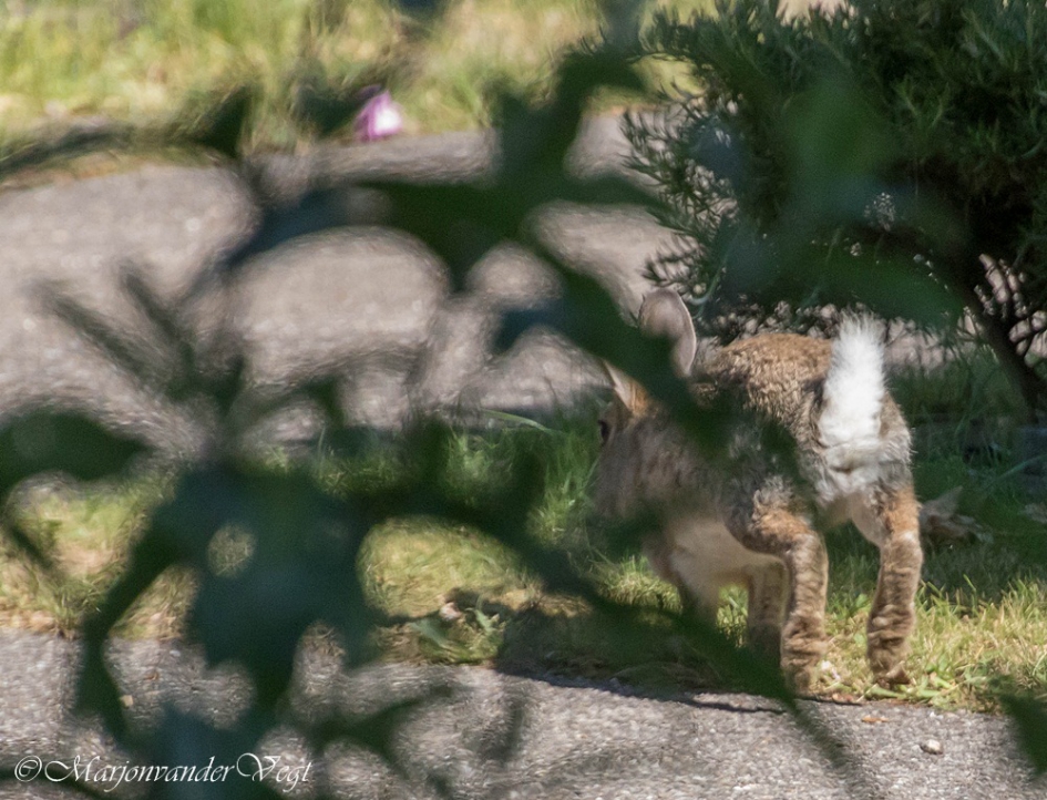 Nijn - Zoogdieren - konijn