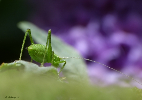 Nimf struiksprinkhaan