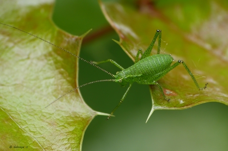 Nimf struiksprinkhaan