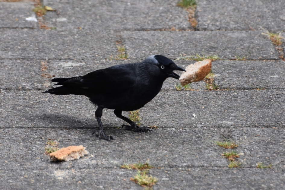 Nu is vliegen mogelijk.. - Vogels - 