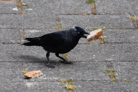 Nu is vliegen mogelijk..