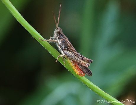 Bruine sprinkhaan - Tandradje