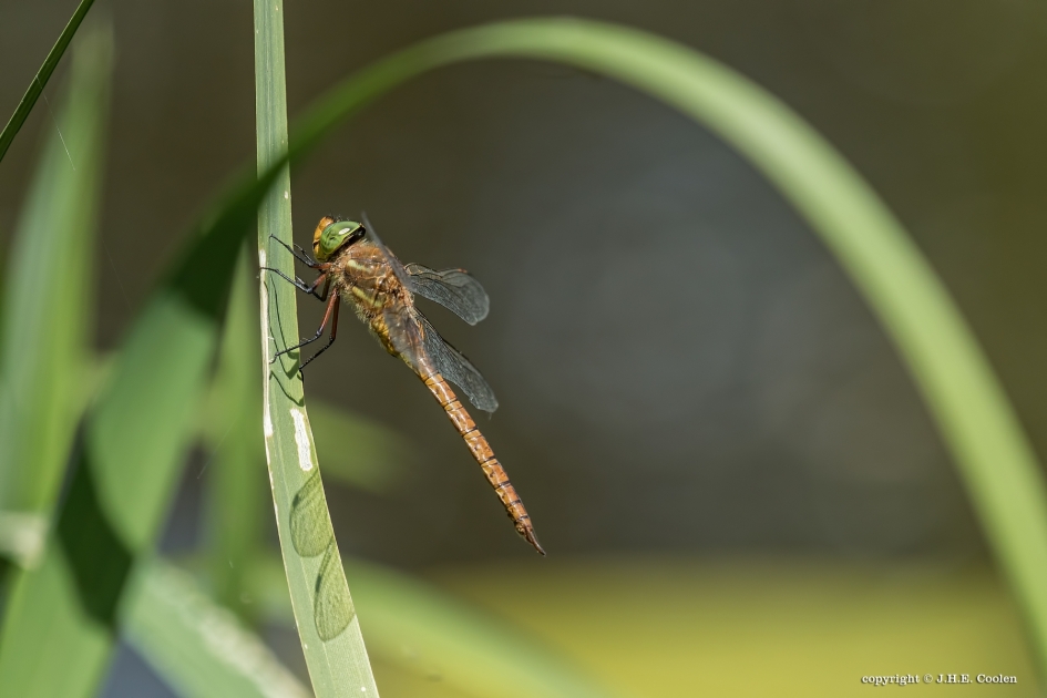 Onder de boog - Geleedpotigen - Vroege glazenmaker
