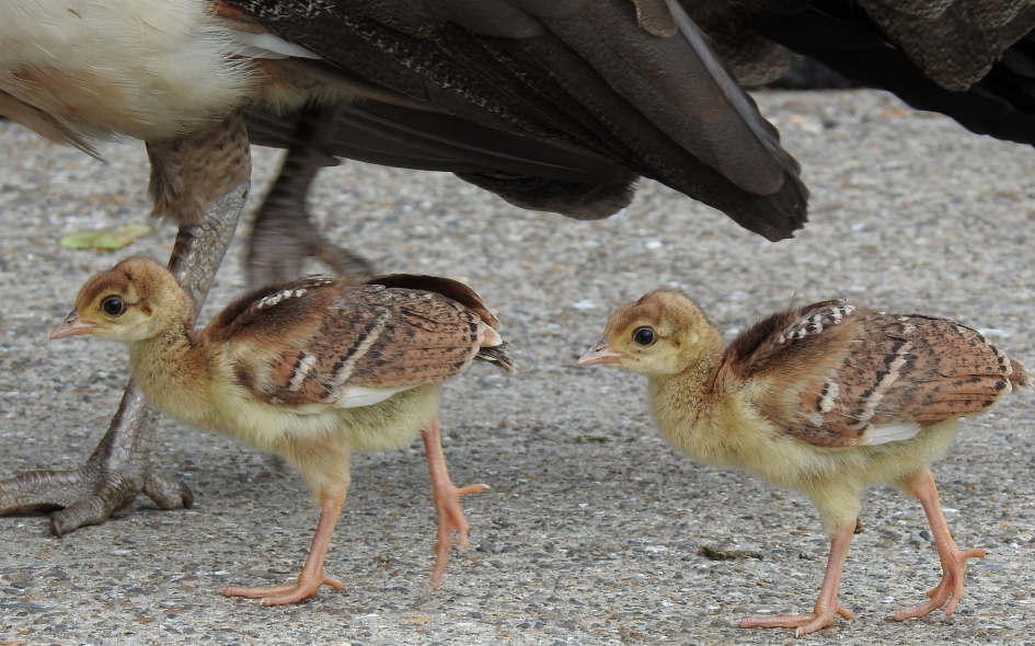 Onder moeders vleugels - Vogels - Blauwe pauw