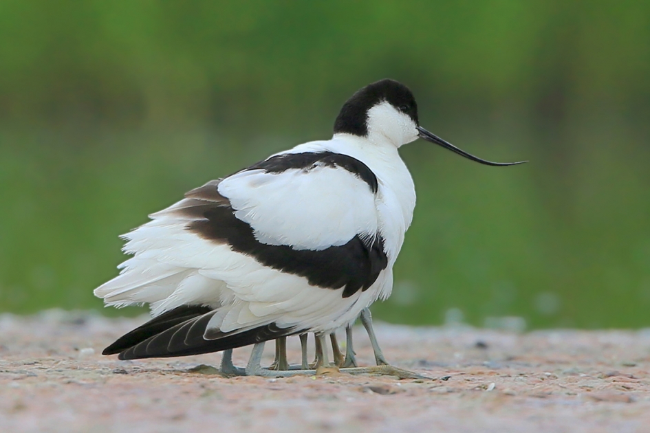 Onderdak ... - Vogels - Kluut