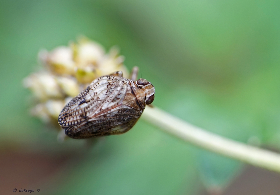 Onooglijk beestje... - Geleedpotigen - 