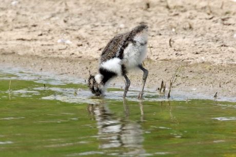Ook al ben je klein, met dit weer wil je drinken
