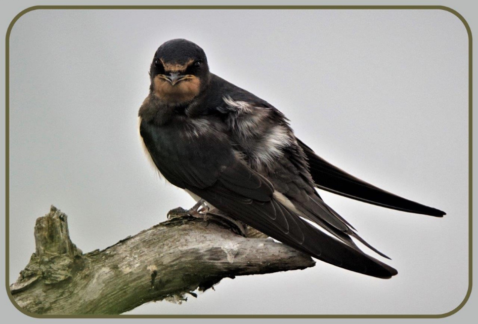 Op de tak - Vogels - zwaluw