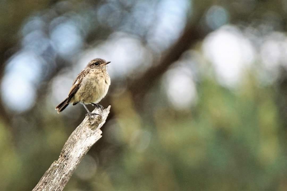 Op de uitkijk - Vogels - Roodborsttapuit