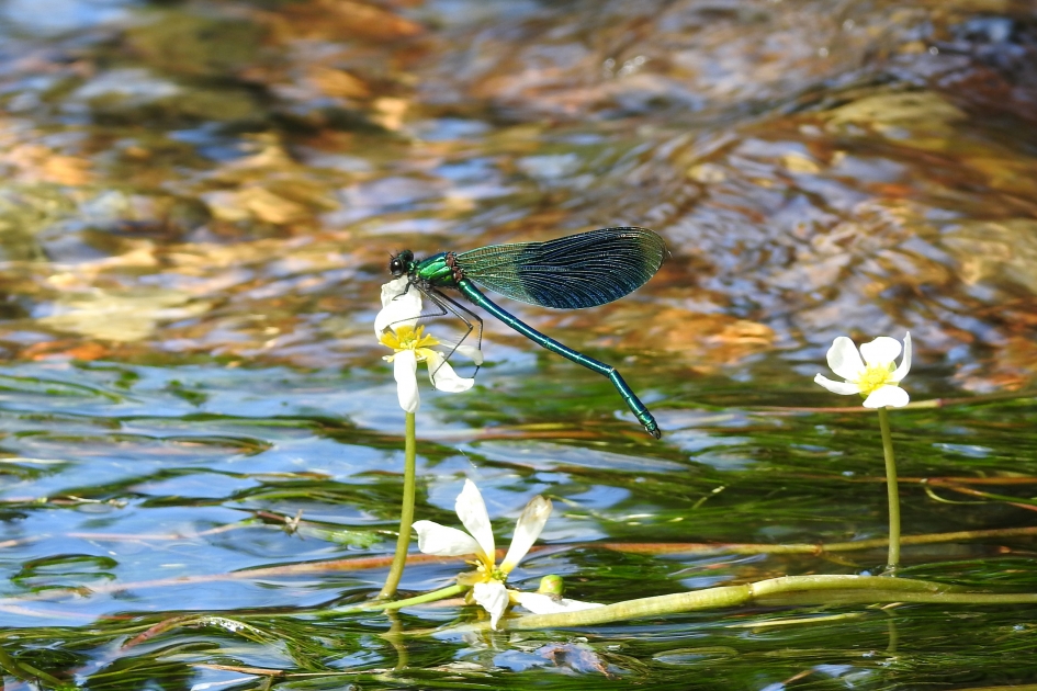 Op een blommeke - Geleedpotigen - Weidebeekjuffer