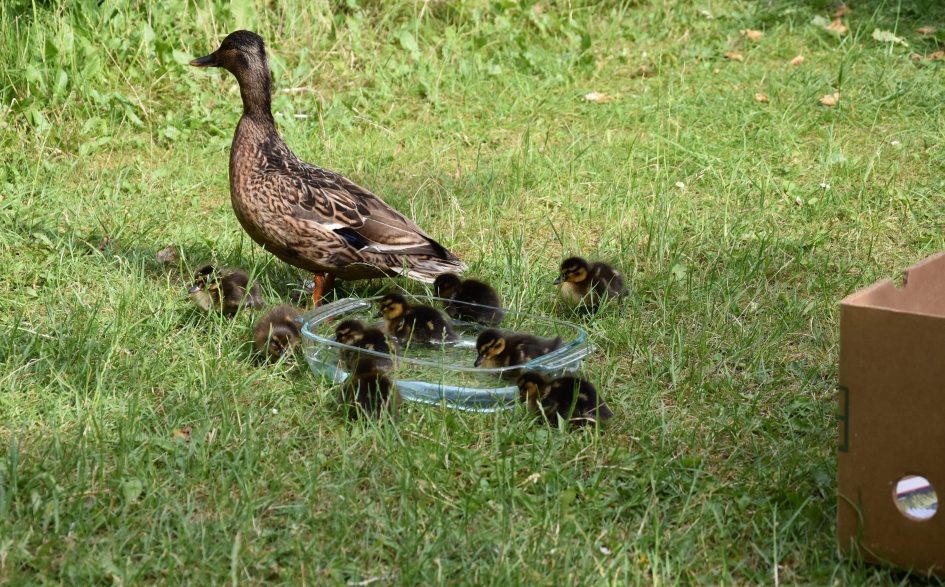 Op kraamvisite in onze achtertuin. - Vogels - 