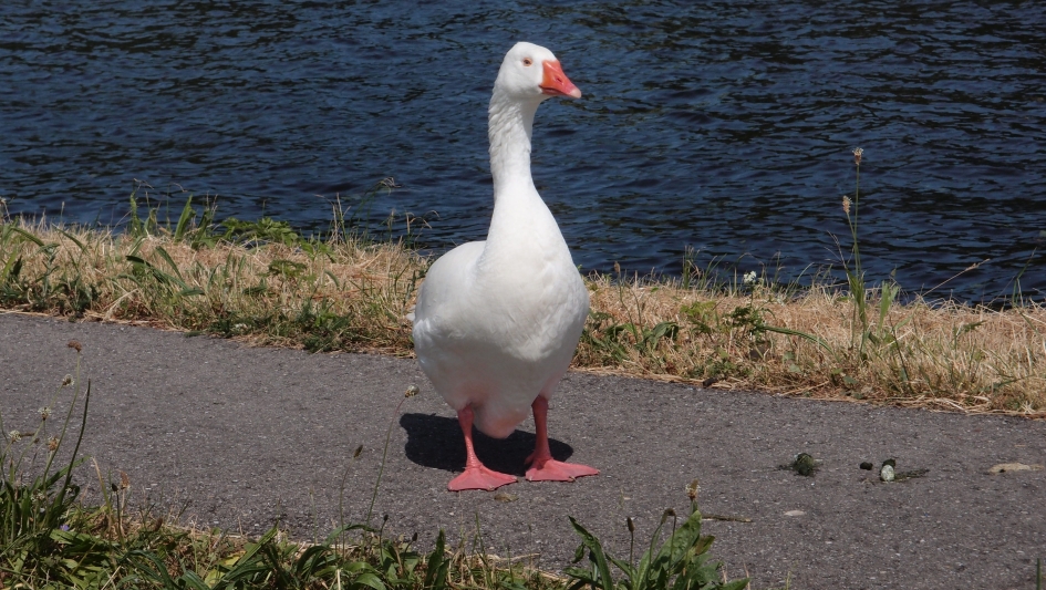 op wacht - Vogels - Gans