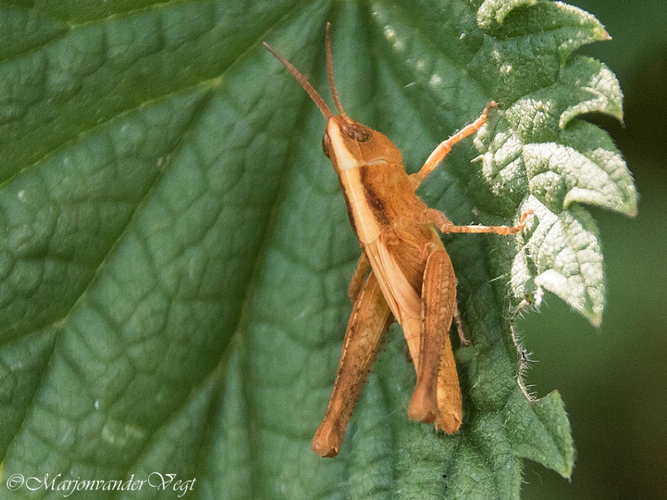 Oranje boven - Geleedpotigen - Sprinkhaan