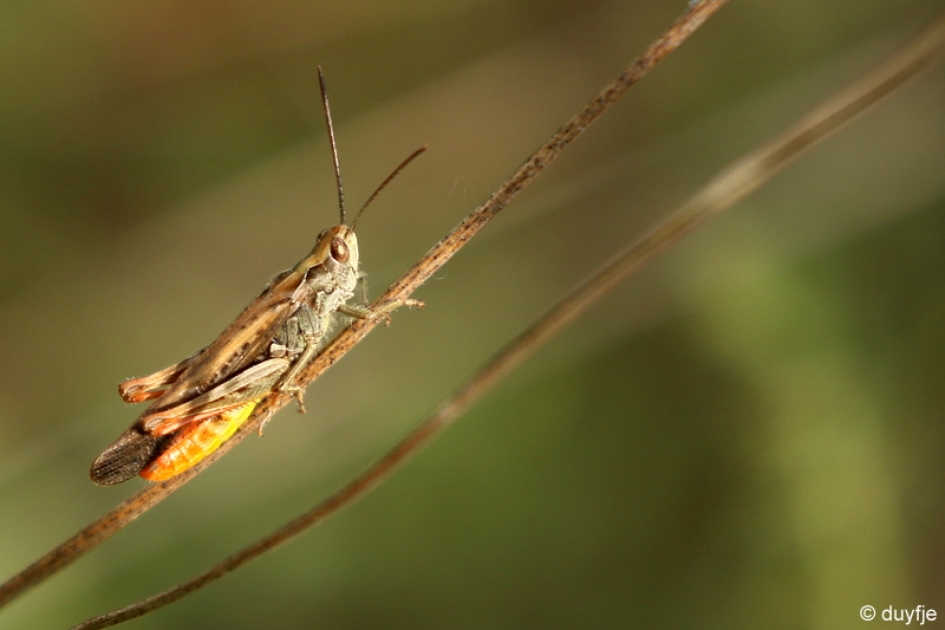 oranje onder - Geleedpotigen - Europese treksprinkhaan