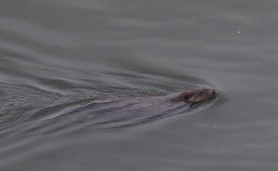 Otter in Spijkenisse - Zoogdieren - Otter