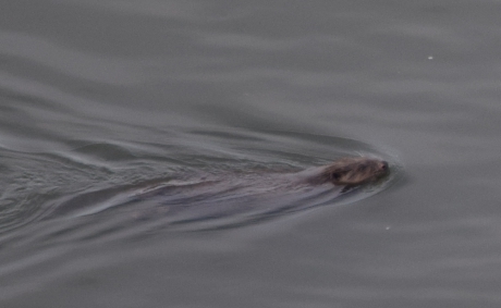 Otter in Spijkenisse