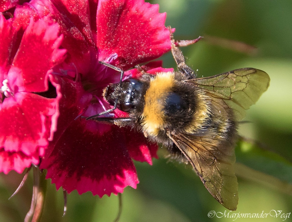 ouwe snoepert - Geleedpotigen - bij