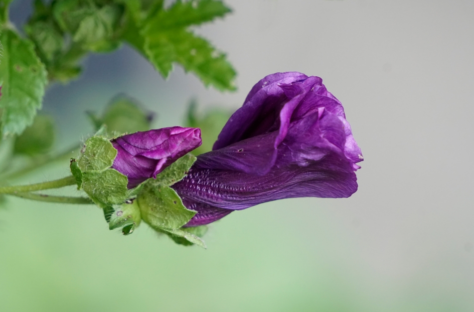 Paarse knoppen - Planten - 