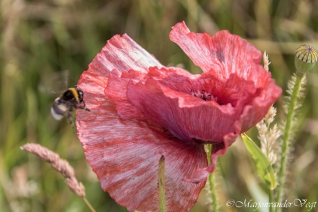 Papaver