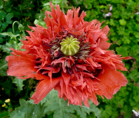 Papaver
