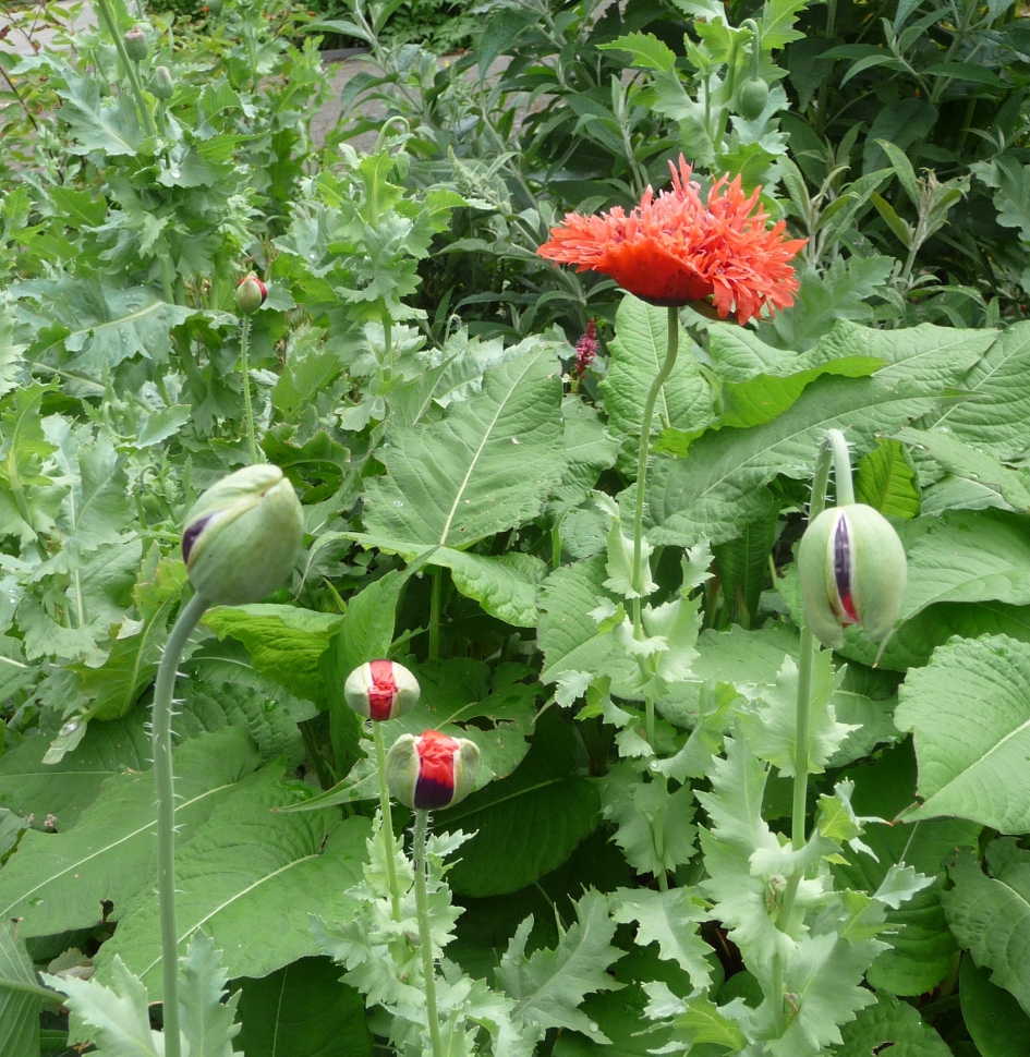 Papavers - Planten - 