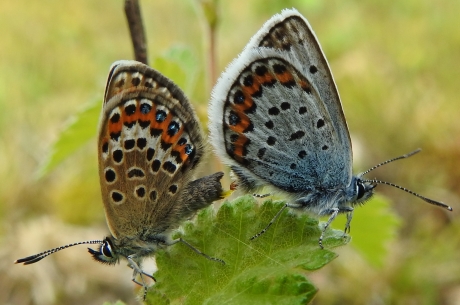 Parende Heideblauwtjes op de Kampina.