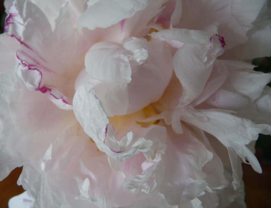 Pioenroos (detail) - Planten - 