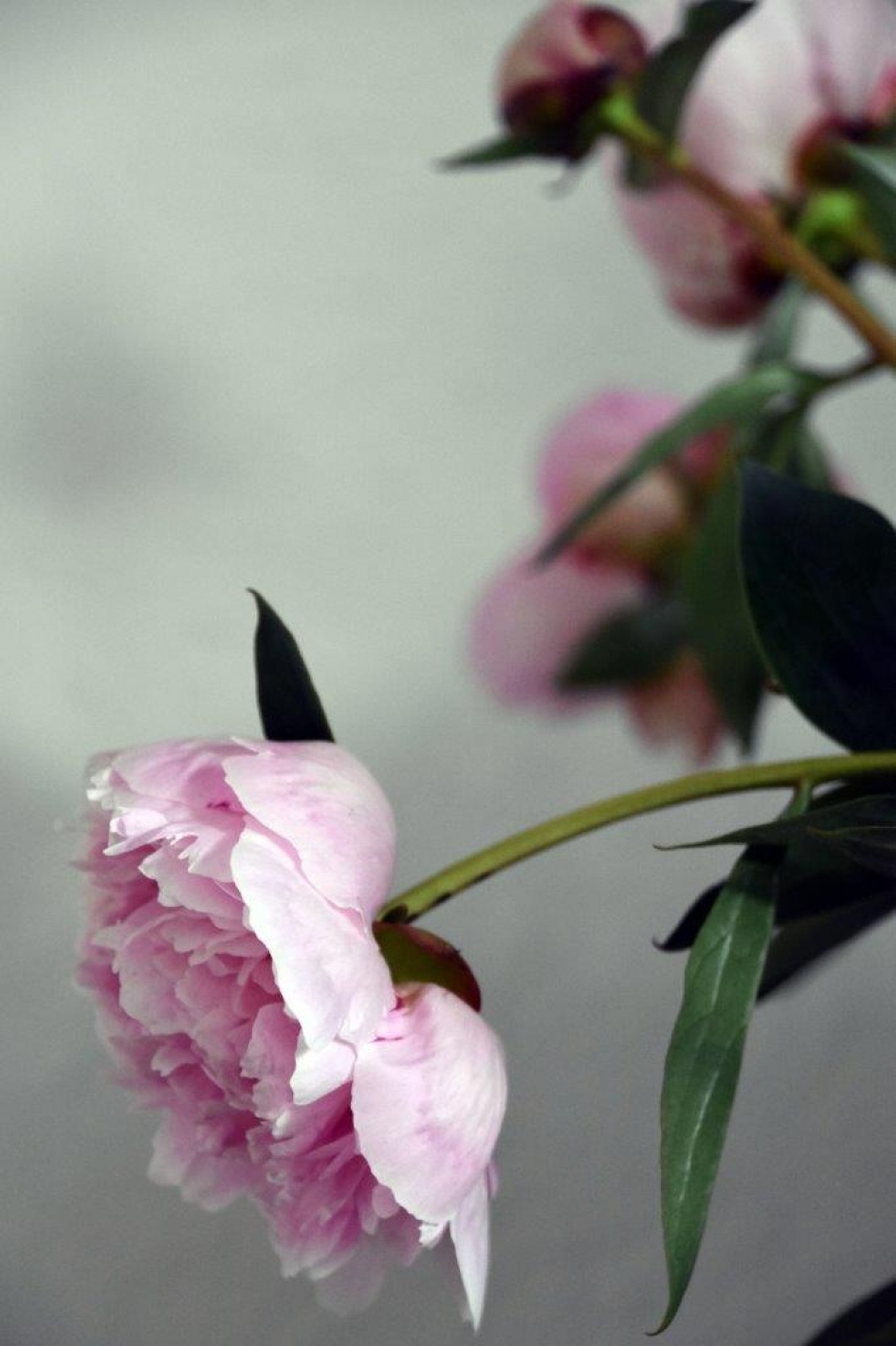 Pioenrozen - Planten - 