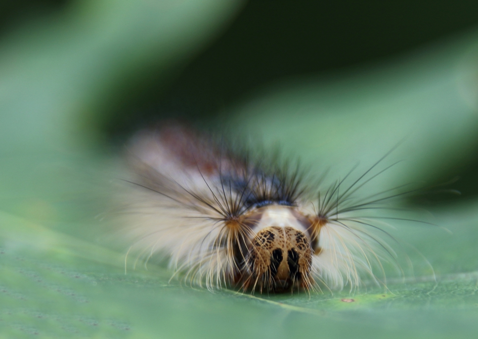 plakker - Geleedpotigen - 