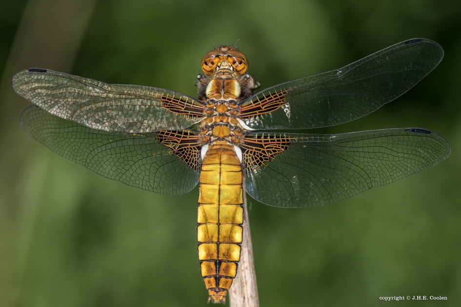 Platbuik - Geleedpotigen - Platbuik