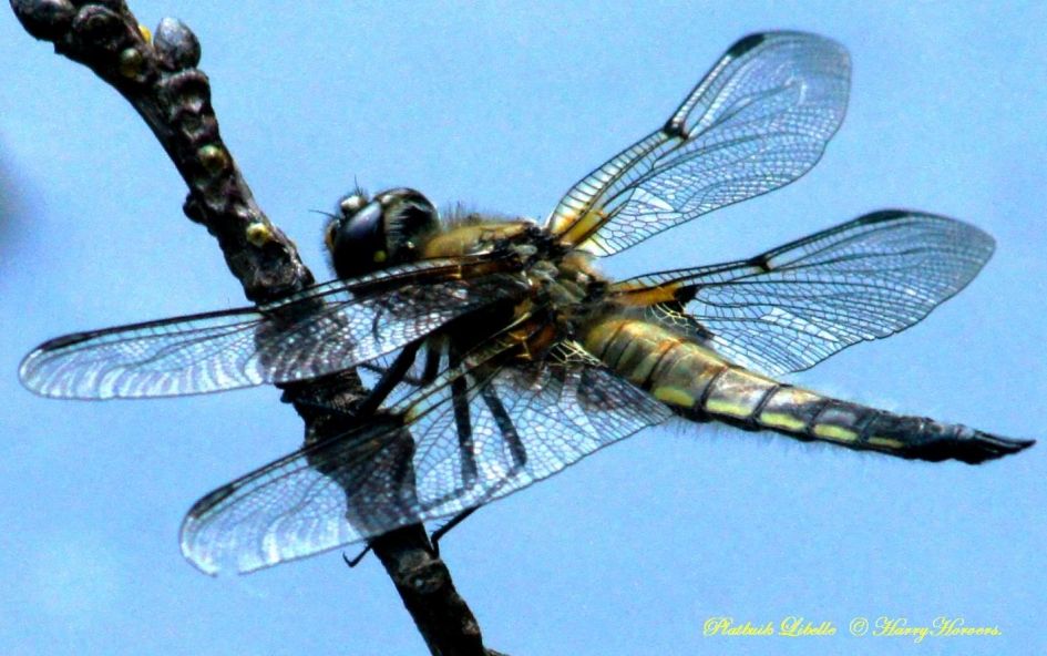 Platbuik Libelle (Libellula depressa) - Geleedpotigen - 