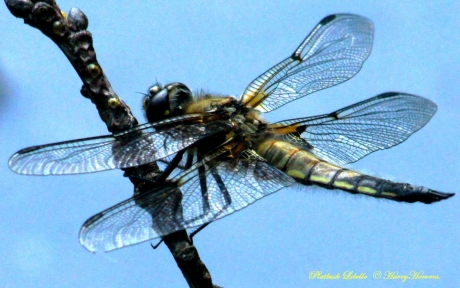 Platbuik Libelle (Libellula depressa)