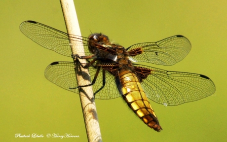 Platbuik Libelle (Libellula depressa)