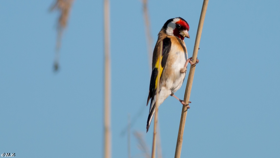 putter - Vogels - putter