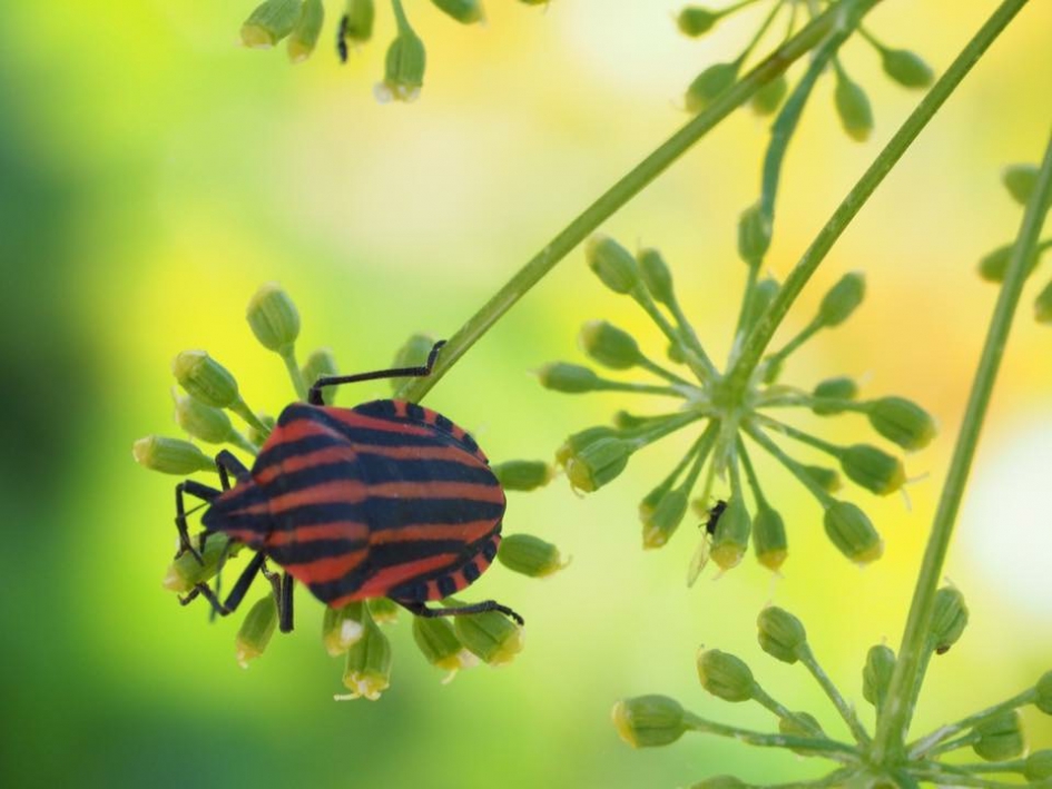 Pyamawants in de ochtendzon - Geleedpotigen - Pyamawants