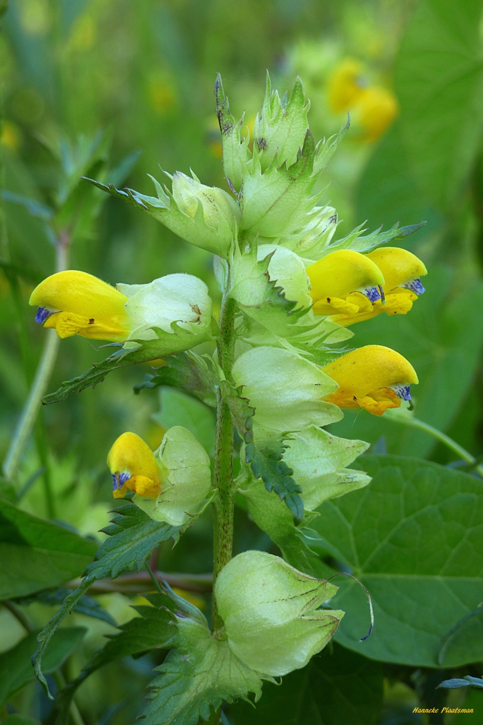 Ratelaar - Planten - Ratelaat