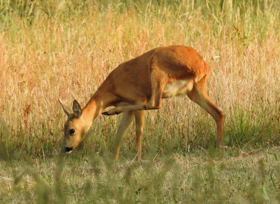 Reegeit heeft jeuk - Zoogdieren - Ree