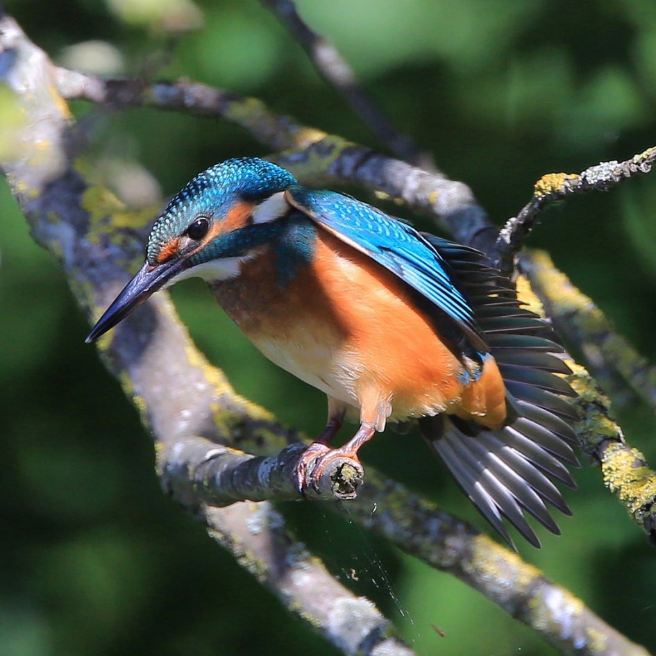 Rekken ... - Vogels - IJsvogel