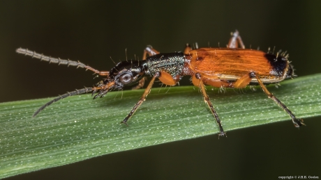 Rietsnoerhalsloopkever