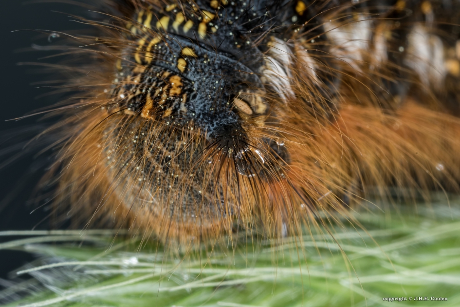 Rietvink - Geleedpotigen - Rietvink
