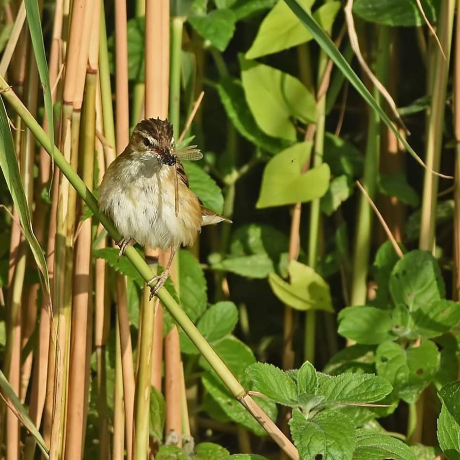 Rietzanger met libelle - Vogels - Rietzanger